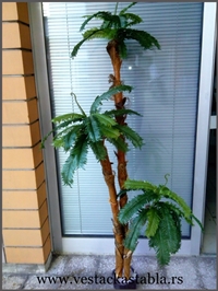 Vestacka stabla Palma