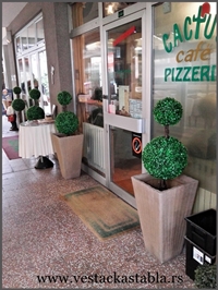 Vestacko drvece, simsir lopte