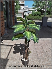 Vestacko drvo difenbahija