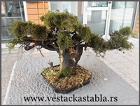Bonsai stabla 