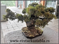 Bonsai stabla 