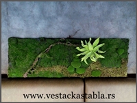 Vestacka Stabla Bendzamin