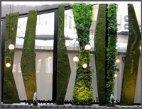 Vestacka stabla Bambus 220cm