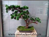 Bonsai stabla 