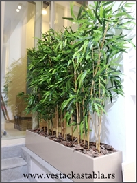 vestacka stabla