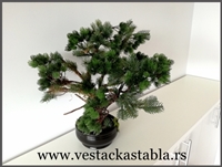 vestacka stabla