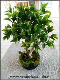Bonsai stabla 