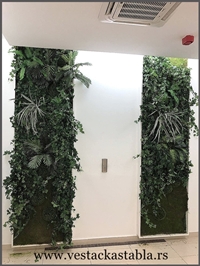 Vestacko Stablo mango 150cm