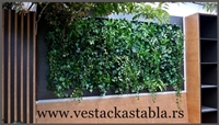 Vestacka stabla Bambus 220cm