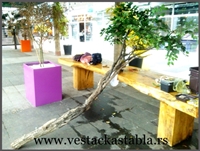 vestacka stabla
